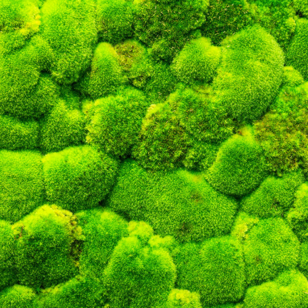 Botanical Moss Art LAB Experience